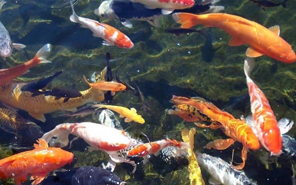 Ngắm hồ cá Koi rực rỡ tại Suối Ong