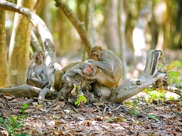 Đảo Khỉ là điểm du lịch cực HOT tại Nha Trang - Khánh Hòa