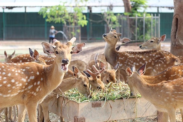 Khu du lịch Mỹ Quỳnh Safari