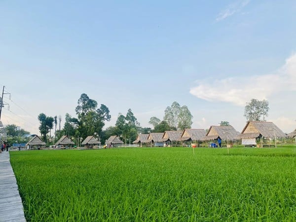 Check-in cánh đồng lúa bất tận tại Mỹ Phước Thành