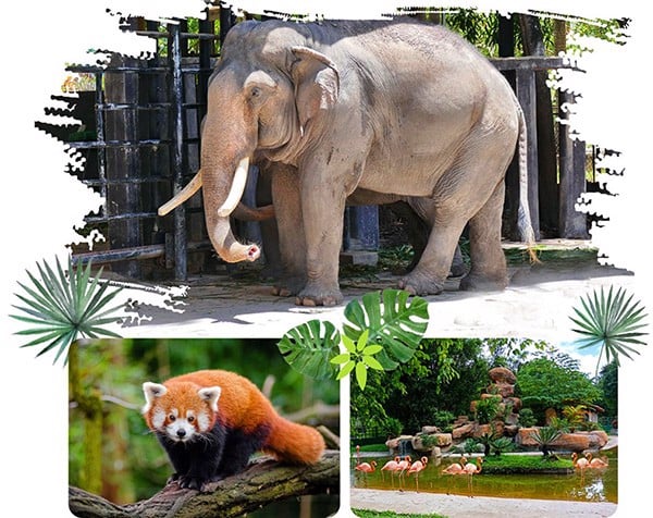 Vườn Xoài tích hợp nhiều động vật để du khách tham quan