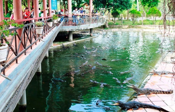 Trò chơi câu cá sấu tại Vinh Sang