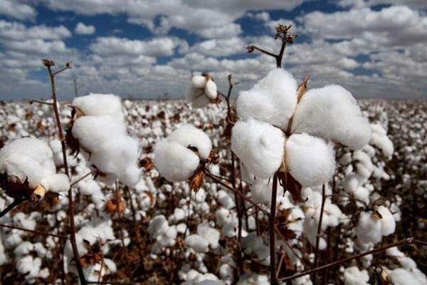 Cây bông - nguyên liệu chính tạo nên vải cotton 100%