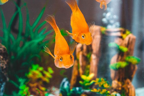 khu du lịch đá bạc eco hà tĩnh