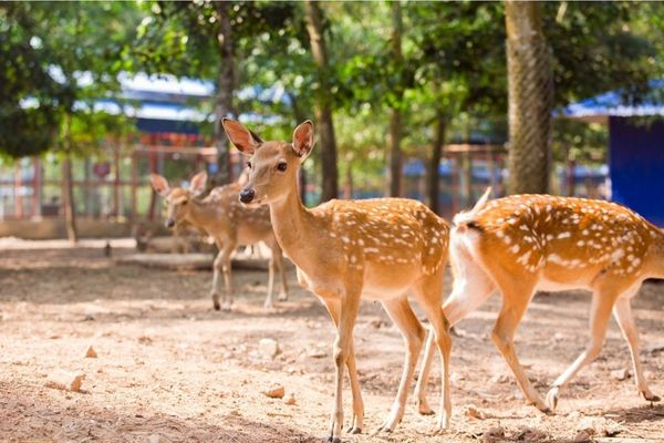 khu nghỉ dưỡng khoáng nóng thiên nhiên bình châu