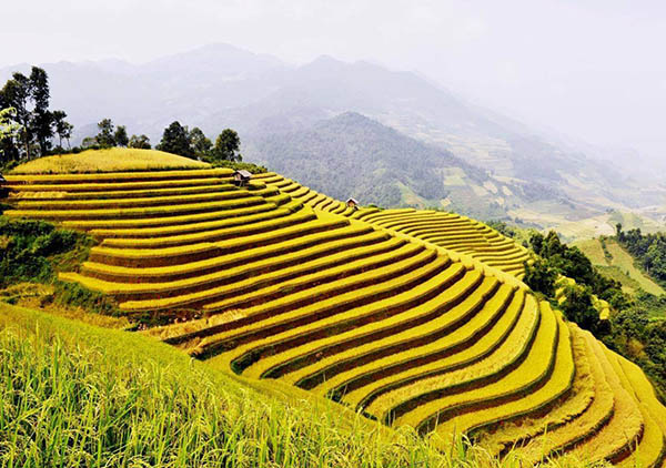 Ruộng bậc thang Hoàng Su Phì