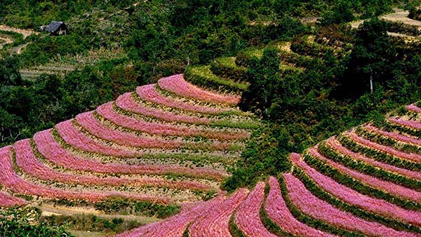 Check-in 4 mùa tiên cảnh tại Hà Giang