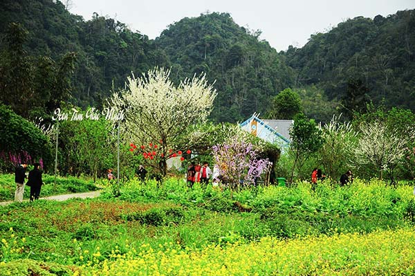 Du lịch cổng trời Quản Bạ Sapa