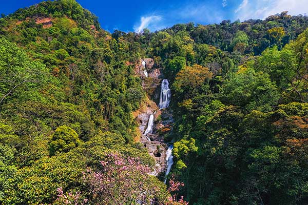 Khung cảnh đẹp và hùng vĩ tại rừng nguyên sinh