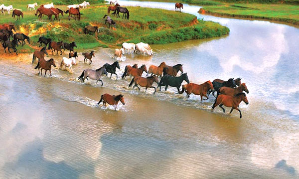Du lịch trại ngựa Bá Vân