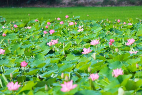 quê bác hồ kim liên nam đàn nghệ an 