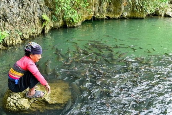 suối cá thần cẩm lương