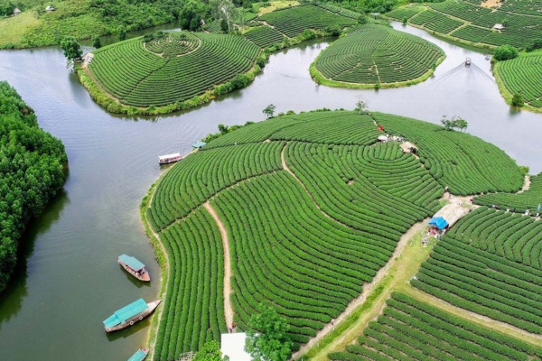 thành cổ vinh cùng đảo chè thanh chương