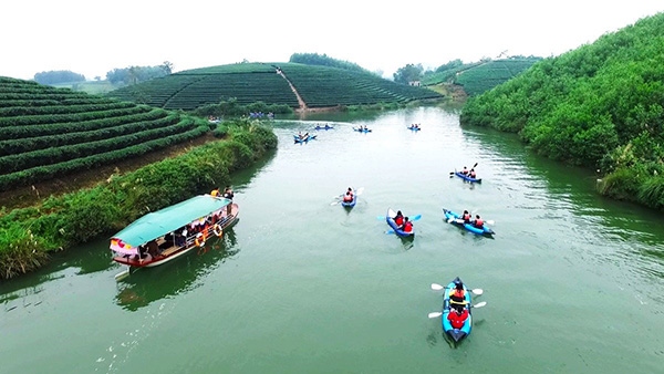 Đảo chè Thanh Chương