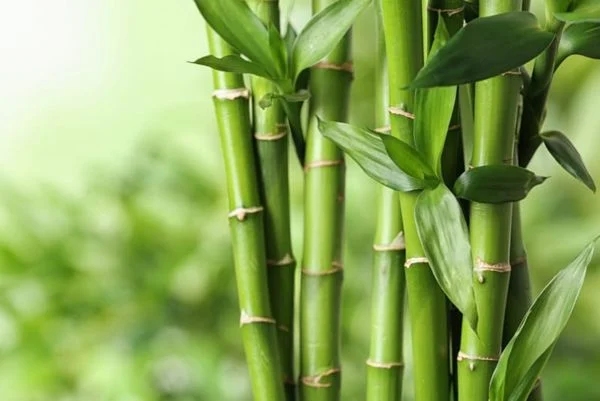 Vải bamboo